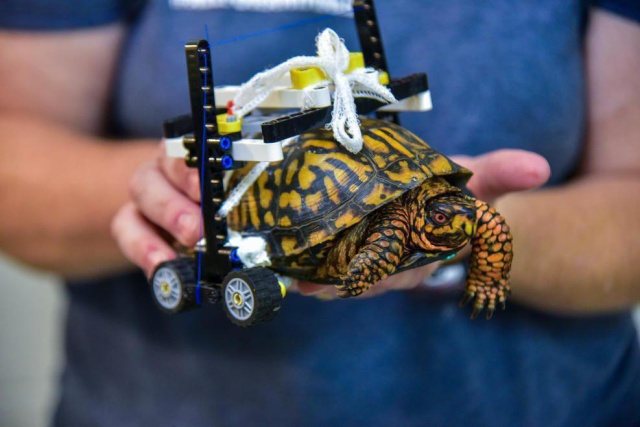 "Инвалидная коляска" для черепахи из конструктора LEGO (5 фото)