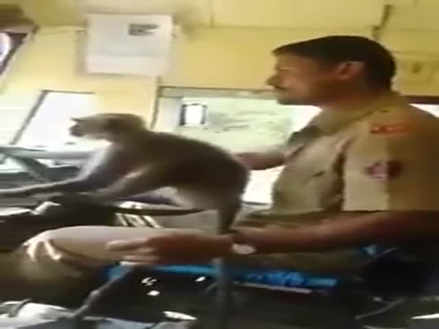 Водителя автобуса из Индии уволили за то, что он дал порулить обезьянке