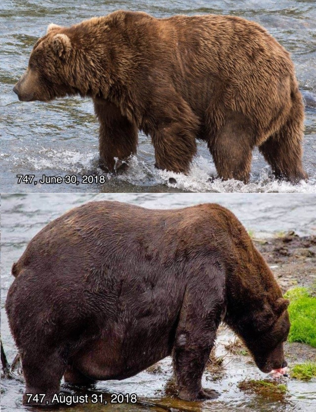 Конкурс на самого толстого медведя в национальном парке (2 фото)