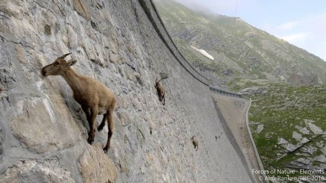 Отвесная плотина в Италии стала излюбленным местом для коз (4 фото)