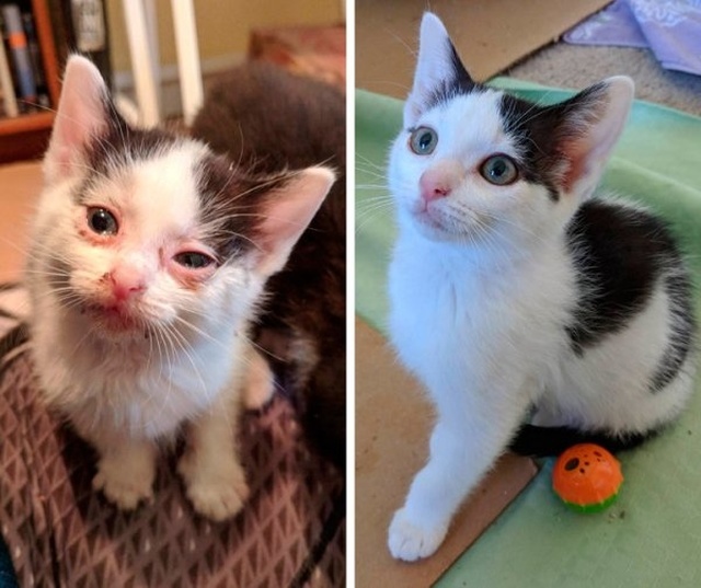 Животные, которые нуждались в помощи человека: до и после (14 фото)