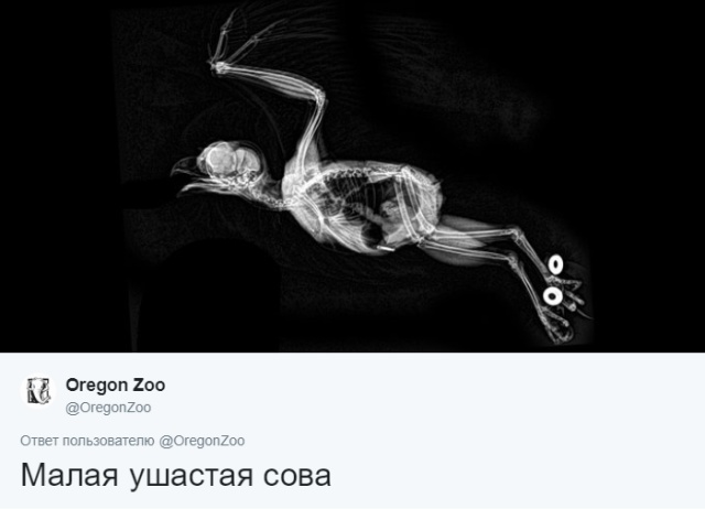 Рентгеновские снимки животных, которые вас точно удивят (14 фото)