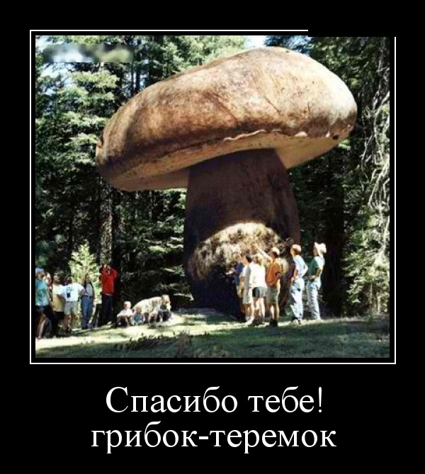 Демотиваторы (30 фото) Демотиваторы (30 фото)