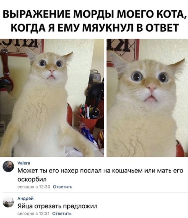 Забавные комментарии и высказывания из соцсетей (25 скриншотов)