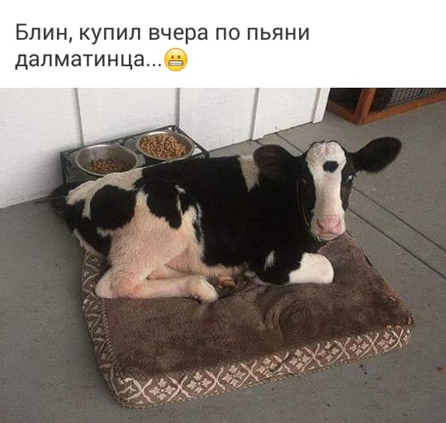 Забавные комментарии и высказывания из соцсетей (25 скриншотов)