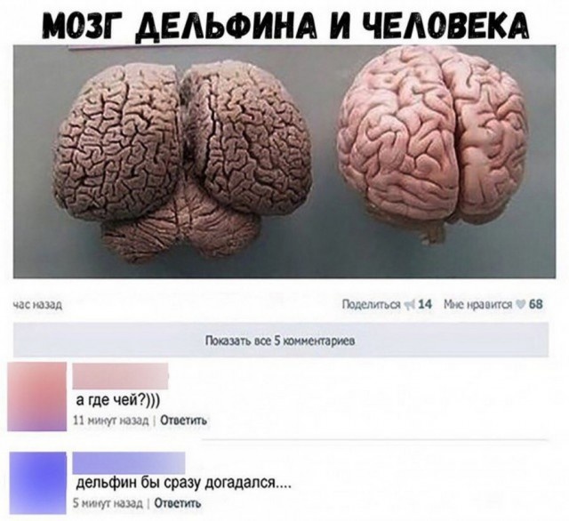 Забавные комментарии и высказывания из соцсетей (25 скриншотов)