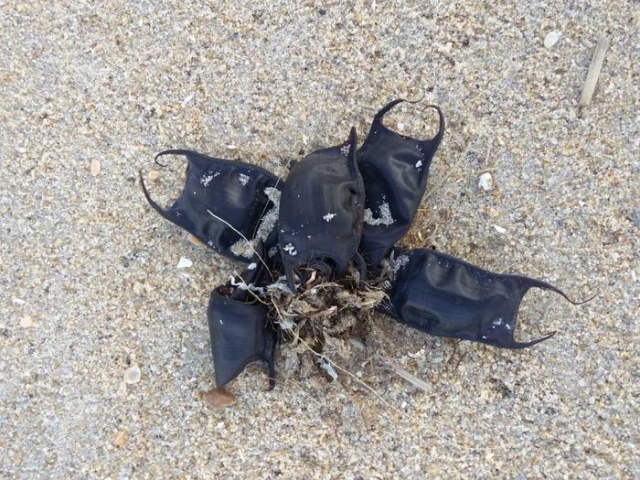 Странные "пластиковые мешки" на побережье Северной Каролины (3 фото)