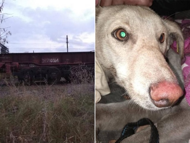 Спасение собаки, которая застряла на территории завода (9 фото)