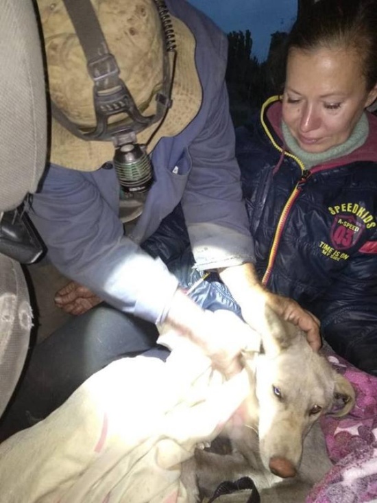 Спасение собаки, которая застряла на территории завода (9 фото)