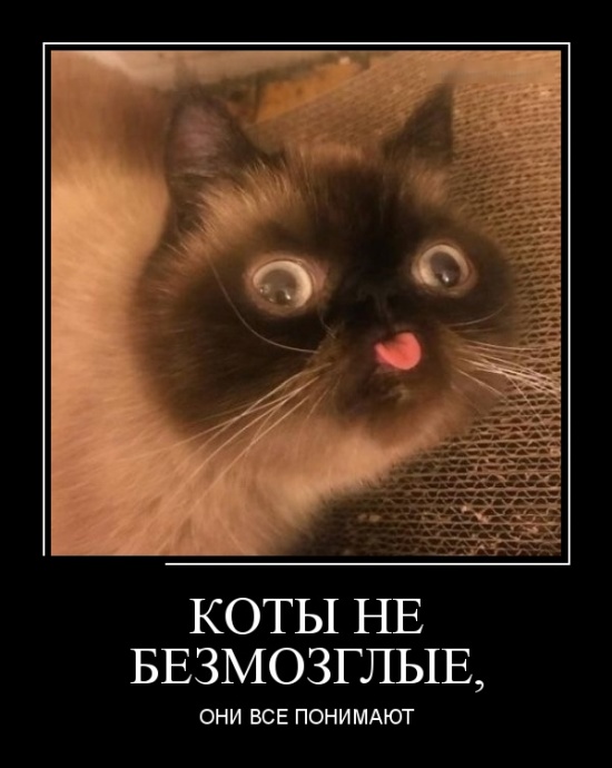 Демотиваторы (30 фото)