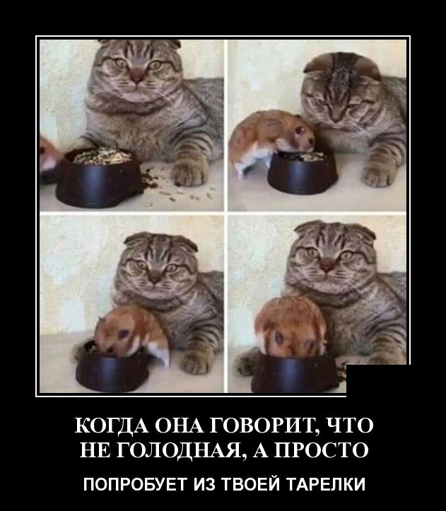 Демотиваторы (30 фото)