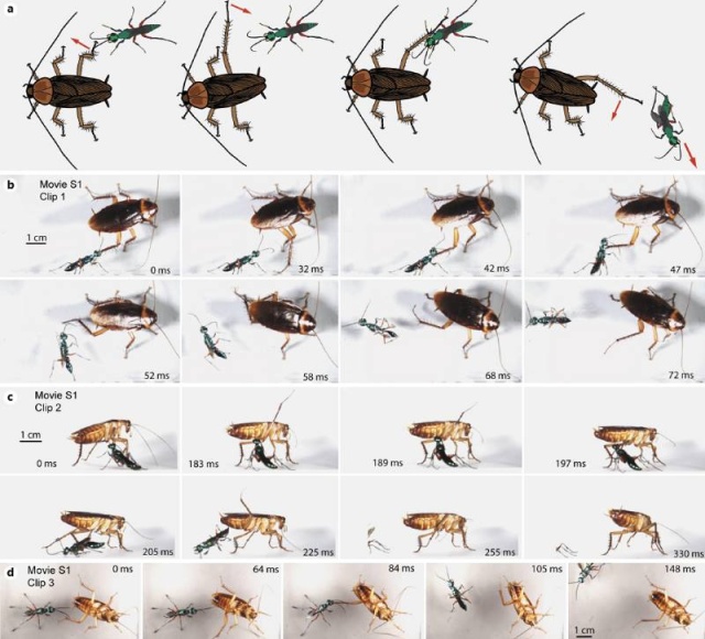 Битва изумрудной тараканьей осы и таракана (3 фото)
