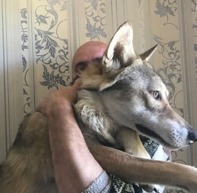 Житель Волгограда держит настоящего волка в качестве домашнего питомца (6 фото)