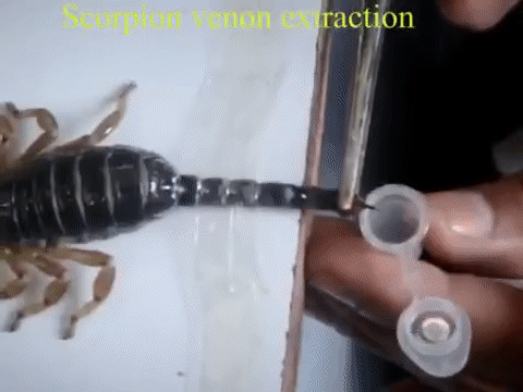Яд желтого скорпиона - самая дорогостоящая жидкость в мире (2 фото + видео)