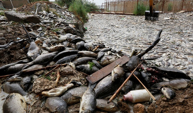 Тысячи тонн мертвой рыбы на берегах реки Евфрат в Ираке (7 фото)