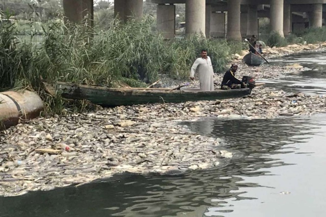 Тысячи тонн мертвой рыбы на берегах реки Евфрат в Ираке (7 фото)