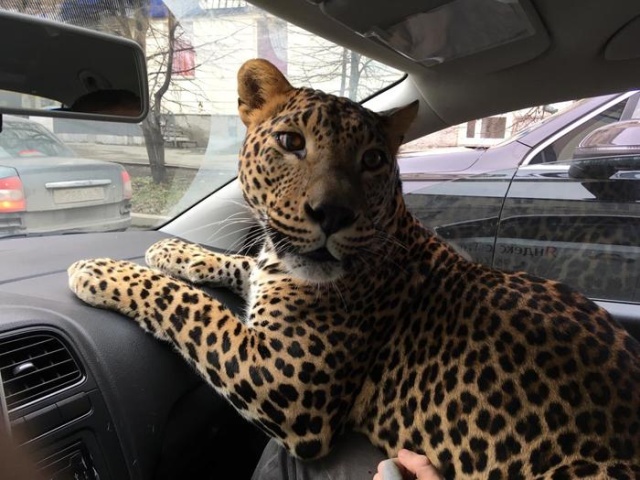 Пассажир такси с "большой кошкой" (3 фото + видео)