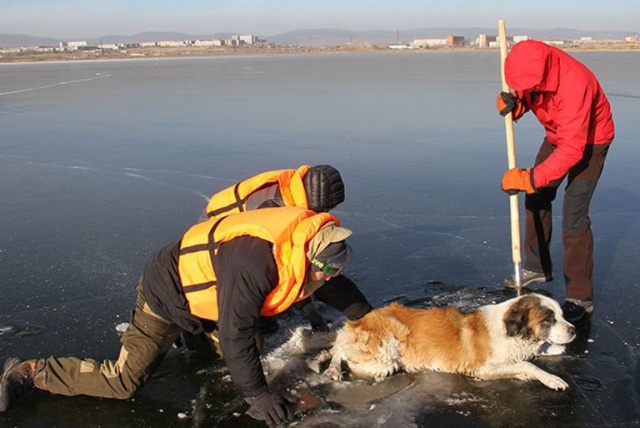 В Забайкалье спасатели случайно обнаружили пса, который попал в беду (3 фото + видео)