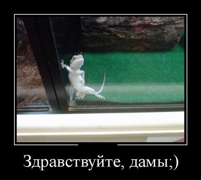 Демотиваторы (30 фото)