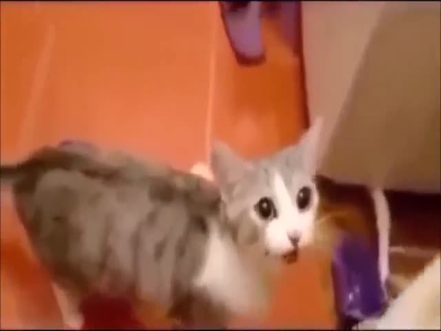 Кот - прирожденный спасатель