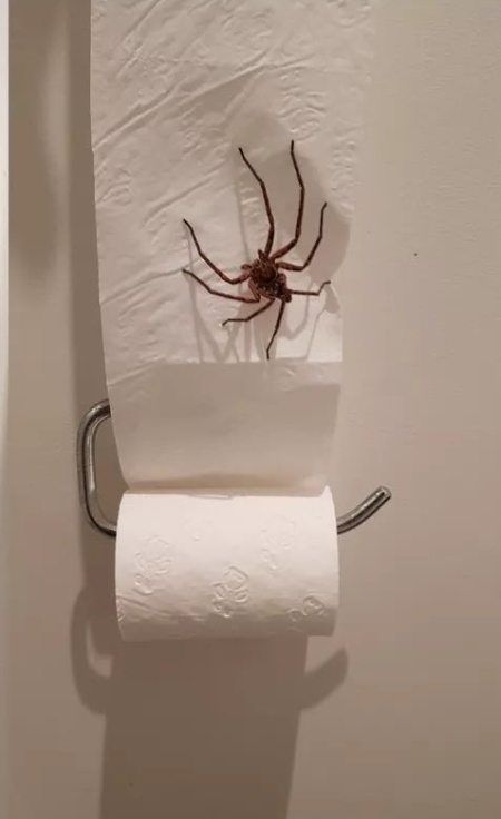 Если решили сходить в туалет в Австралии, будьте готовы к такому... (2 фото)