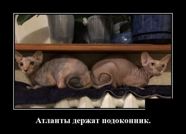 Демотиваторы (30 фото)