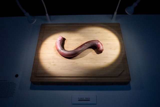 Самые странные экспонаты Музея отвратительной еды в Швеции (10 фото)
