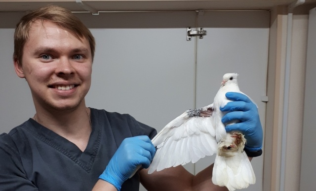 Раненый голубь в Омске самостоятельно пришел в ветеринарную клинику (3 фото)
