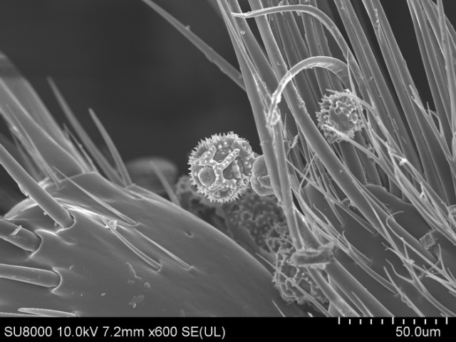 Обычная пчела под электронным микроскопом выглядит, как пришелец с другой планеты (16 фото)
