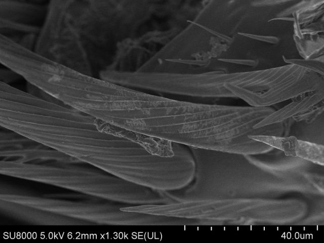 Обычная пчела под электронным микроскопом выглядит, как пришелец с другой планеты (16 фото)