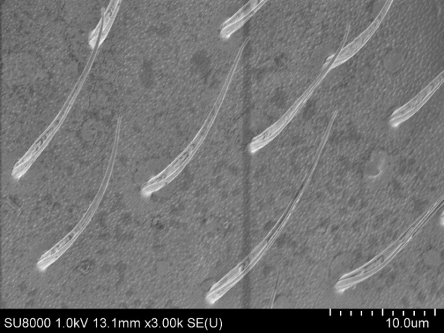 Давайте рассмотрим комара-долгоножку под электронным микроскопом (25 фото)
