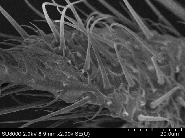Давайте рассмотрим комара-долгоножку под электронным микроскопом (25 фото)