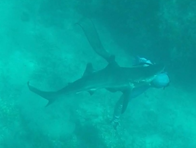 На Багамах дайвер заснял на видео, как на него напала акула (3 фото + видео)
