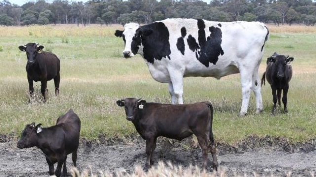 Knickers - самая массивная корова в Австралии (8 фото)