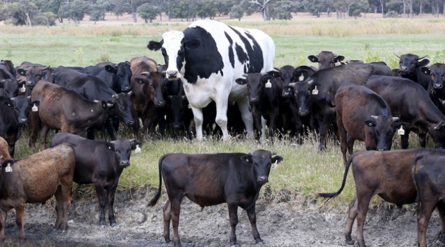 Knickers - Ausztrália legteljesebb tehén (8 fotók)