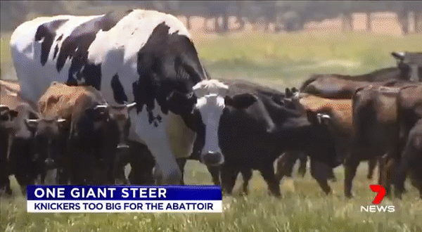 Knickers - самая массивная корова в Австралии (8 фото)