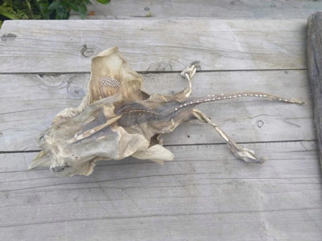 На побережье в Новой Зеландии был найден скелет странного морского чудища (5 фото)