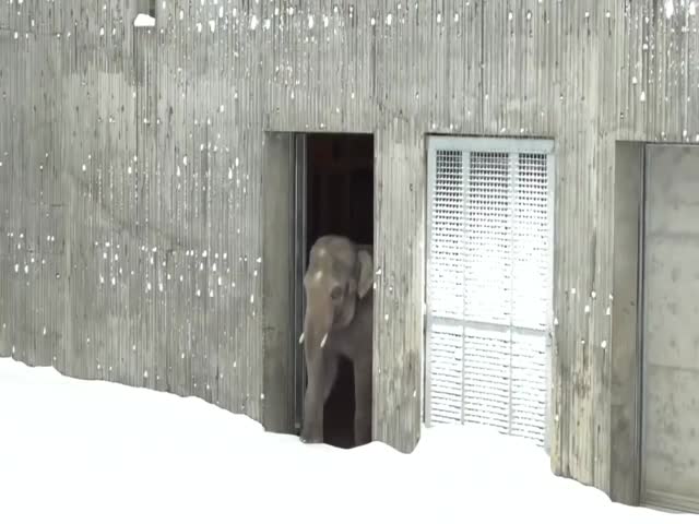 Слон впервые в жизни увидел снег