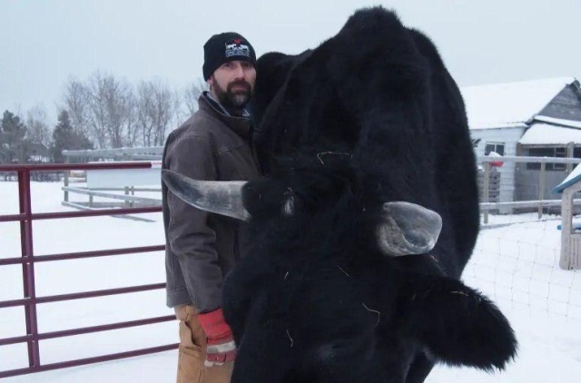 Дозер - огромный бык из Канады с ростом в 196 сантиметром (3 фото)
