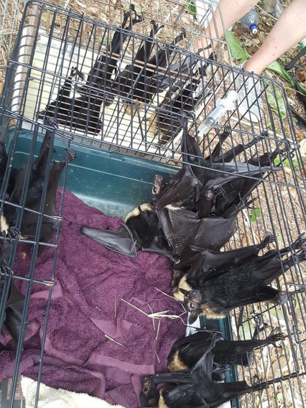 Австралийка была вынуждена переехать после того, как обнаружила несколько тысяч мертвых летучих мышей в своем дворе (4 фото)