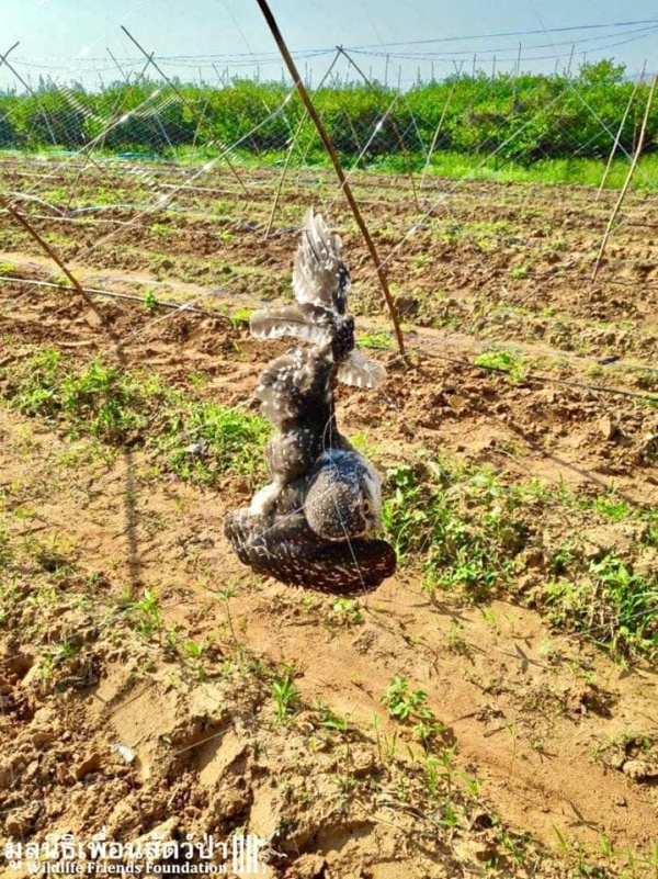 Фермер из Таиланда обнаружил двух маленьких сов, которым требовалась помощь (14 фото)