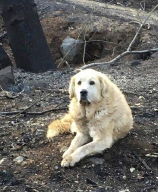 Пес по кличке Мэдисон почти месяц ждал хозяев у сгоревшего дома в городе Парадайс (3 фото)