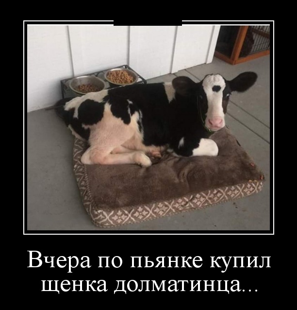 Демотиваторы (30 фото)