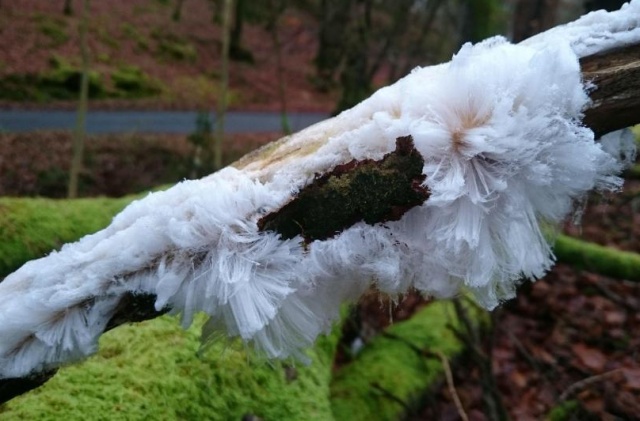 Интересный феномен: "мохнатый лед", который очень похож на волосы (4 фото)