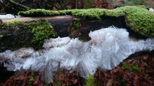 Интересный феномен: "мохнатый лед", который очень похож на волосы (4 фото)