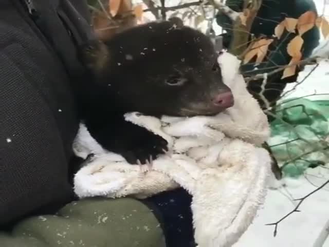 Когда на улице так холодно, что даже медведи могут замерзнуть