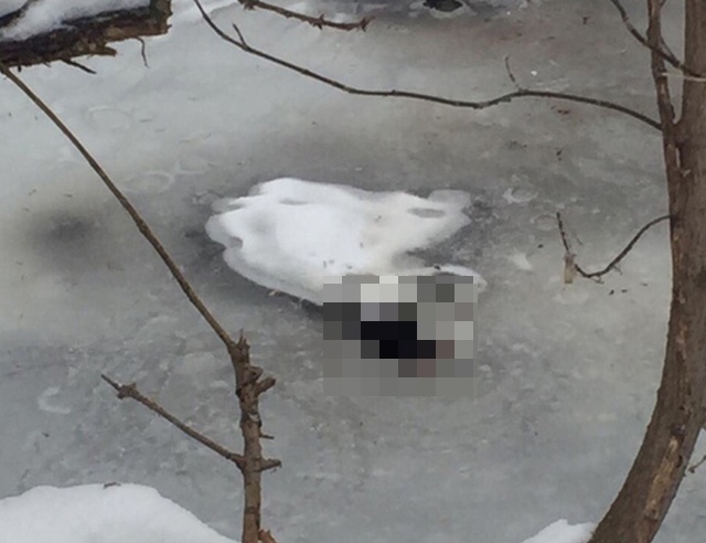 Под Елабугой местные жители обнаружили вмерзших в лед щенят (4 фото + видео)