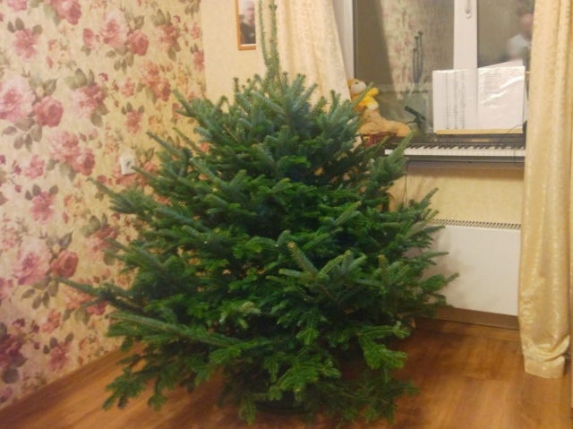 Житель Урала закупил у Ильи Варламова новогодние ёлки на 1,5 миллиона рублей, но бизнес провалился (6 фото)