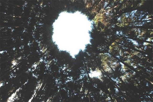 "Экспериментальное лесоводство" или необычный японский эксперимент (9 фото)