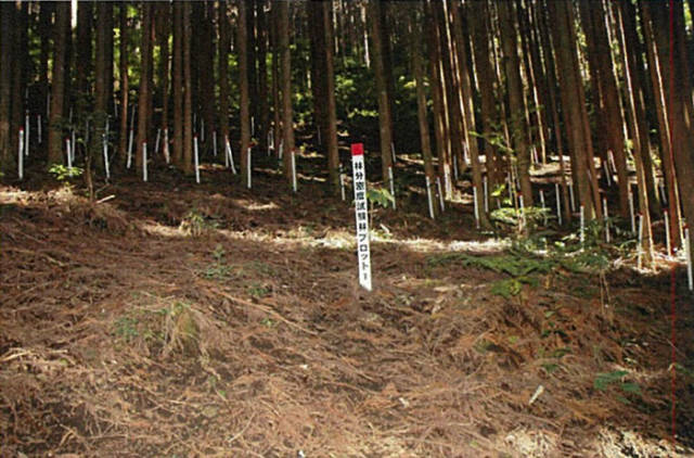 "Экспериментальное лесоводство" или необычный японский эксперимент (9 фото)